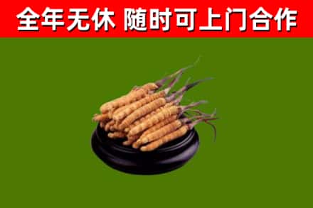 高雄烟酒回收冬虫夏草.jpg
